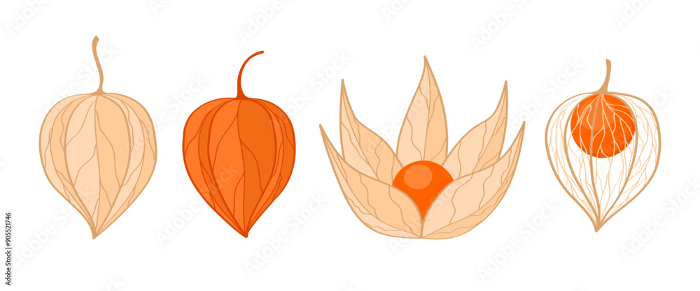 Fototapeta premium Set of hand drawn physalis fruits of different ripeness on white background. Botanical illustration of cape gooseberry