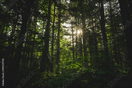 Sunlight filtering through dense green forest trees.