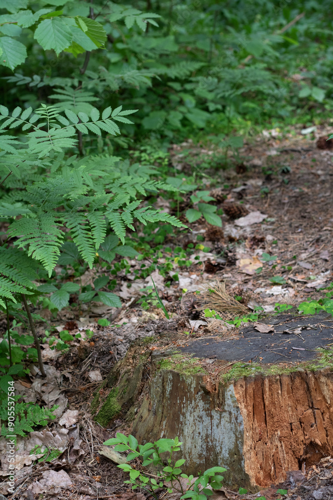 Fototapeta premium tree, wood, stump, outdoor, nature, background, plant, trunk, leaf, environment, forest, landscape, natural, summer, woodland, timber, tree stump, season