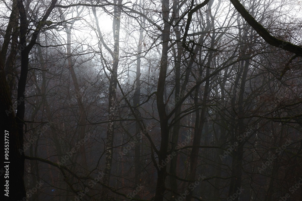 Black metal forest, foggy dark spooky forest, dark horror atmosphere Black metal forest, foggy dark spooky forest, dark horror atmosphere