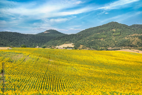 field of yellow flowers photo