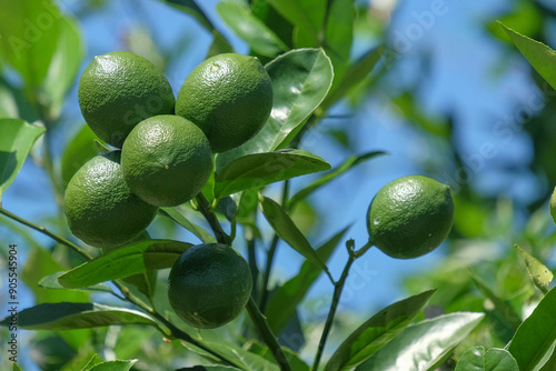 Lush orange fruit on the tree. Orange grove in the countryside. Green oranges are still young