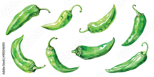 Set collection of green hot chili serrano pepper hand drawn watercolor design resources elements