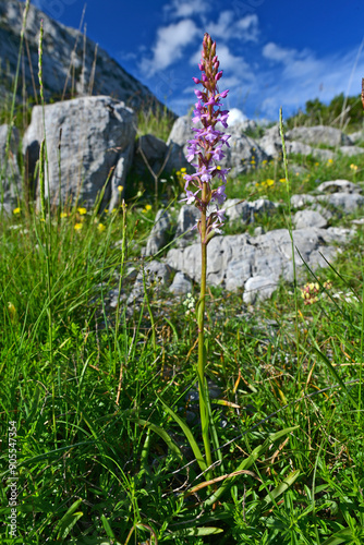 Fragrant orchid // Mücken-Händelwurz (Gymnadenia conopsea) - Orjen mountain range, Montenegro photo