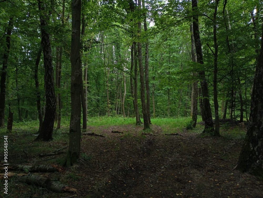 Naklejka premium Beautiful evening forest in summer with green trees. Tall trees in a summer forest.
