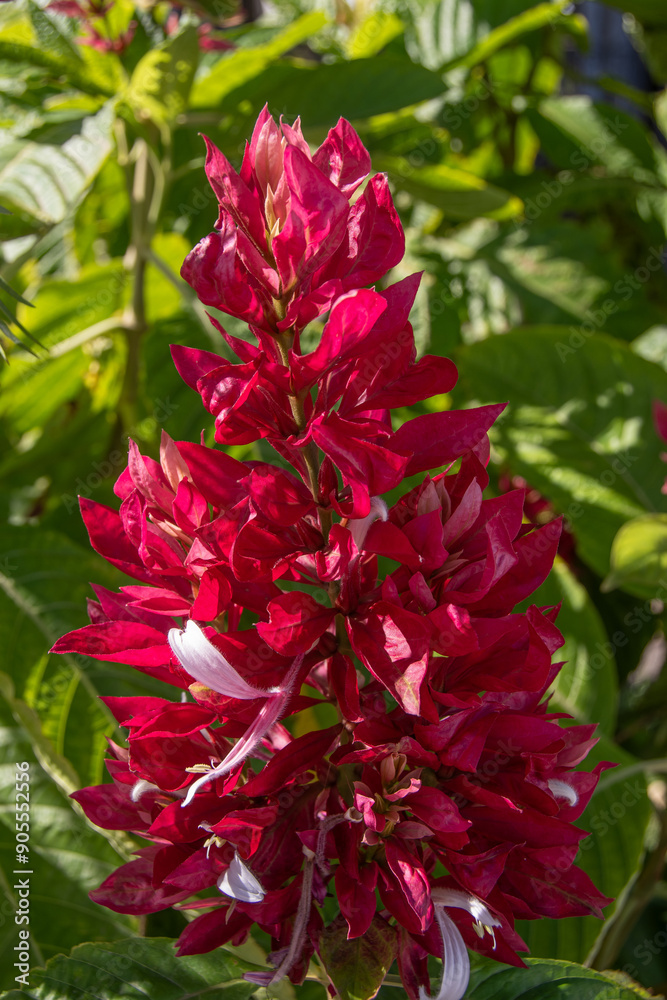 The flower of the plant