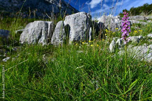 Mücken-Händelwurz // Fragrant orchid (Gymnadenia conopsea) - Orjen-Gebirge, Montenegro photo