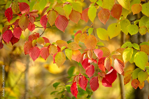 Alternate Leafed Dogwood, in late September, with its leaves changing colors within the Pike Lake Unit, Kettle Moraine State Forest, Hartford, Wisconsin