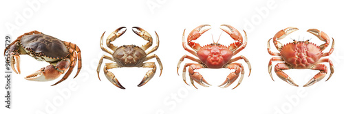 Dungeness crab  isolated on transparent png background