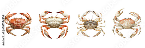 Dungeness crab isolated on transparent png background