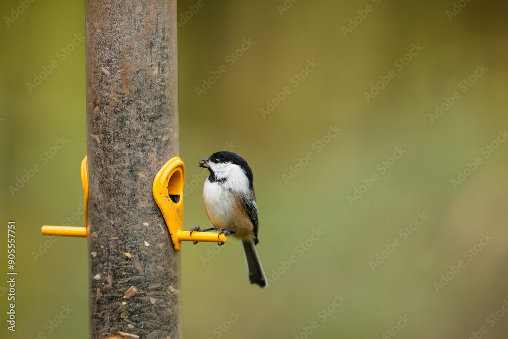 Naklejka premium Perched, a Black-capped Chickadee in autumn at a sunflower seed feeder