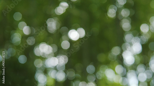 Abstract background blur, cool green, beautiful fresh green leaves, nature and relaxation.