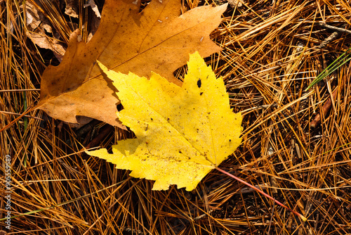 Mountain Maple and oak leaf rest on the forest floor covered with pine needles in early October within Firefly Lake State Park, Sayner, Wisconsin photo