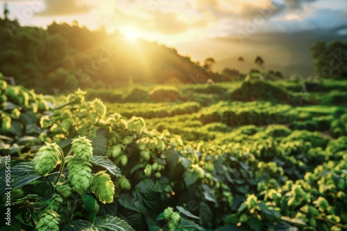 Hop Cones Growing in a Field at Sunset