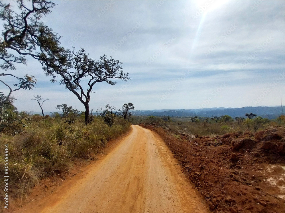 Cerrado Vegetation - Juquery park Cerrado Vegetation - Juquery park