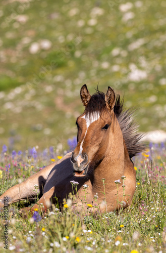 Wild Horse Foal in Summer in the Pryor Mountains Montana