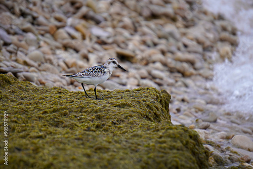 Shore bird on seaweed at rocky beach