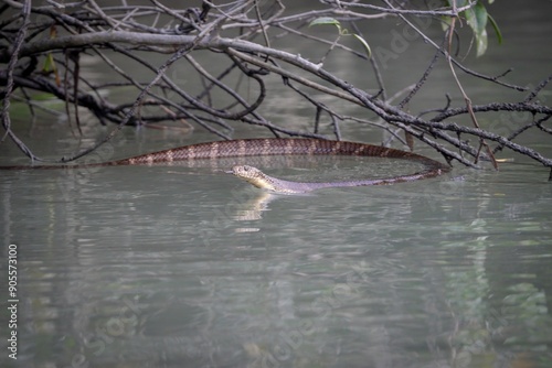 Photography Monocled cobra, also called monocellate cobra and Indian spitting cobra, is a venomous cobra species widespread across South and Southeast Asia