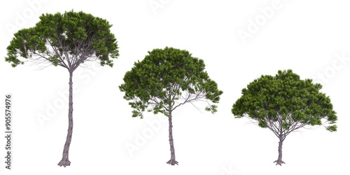 Stone pine trees isolated on white background, tropical trees isolated used for architecture