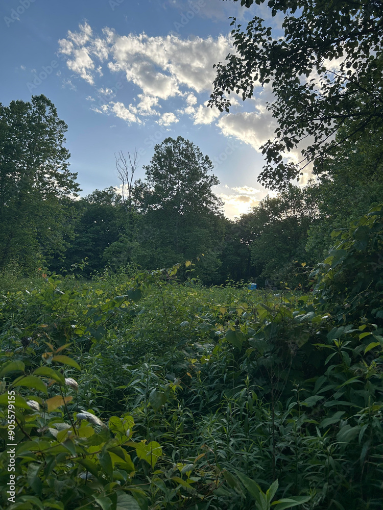 Obraz premium green lush landscape with clouds