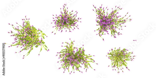 Top view of Spanish lavender on transparent background, for illustration, digital composition, and architecture visualization