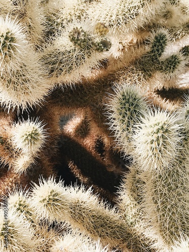 Closeup of Cacti photo