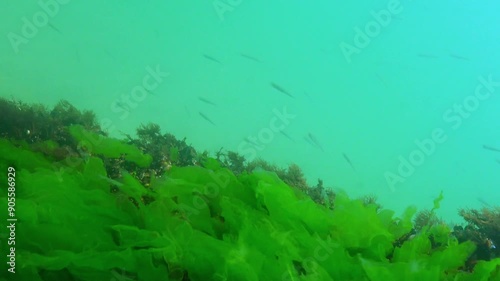 A flock of small fish (Atherina pontica) catches food above the thickets of green and red algae. photo