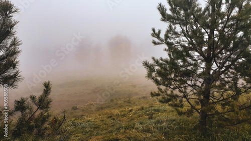 fog in the forest