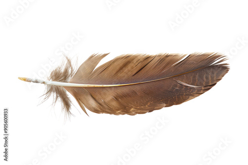 Single eagle feather, sharp feather edges and intricate details isolated on white background. photo