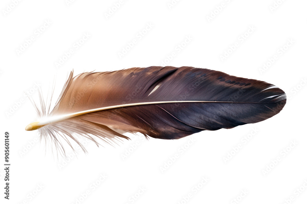 Single eagle feather, sharp feather edges and intricate details isolated on white background. Single eagle feather, sharp feather edges and intricate details isolated on white background.