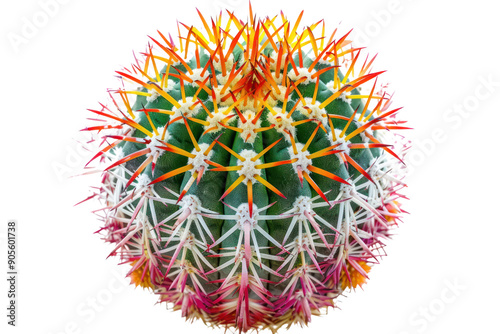 Realistic photo of Parodia cactus or Ball Cactus isolated on white background. photo