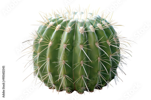 Realistic photo of Espostoa cactus or Chin Cactus isolated on white background.