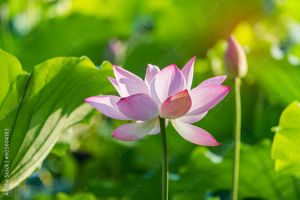 Lotus flower plants in garden pond Lotus flower plants in garden pond