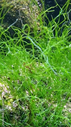 Black Sea - long thalli of green algae Enteromorpha sp. grow on a rock and sway near the shore photo