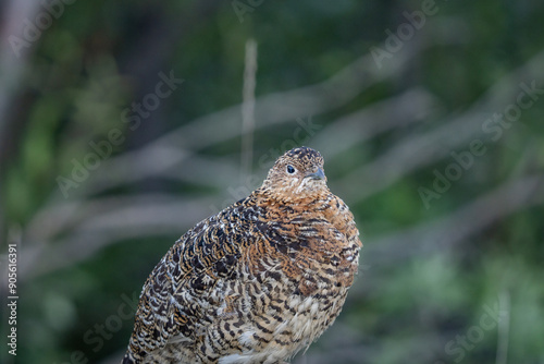 The willow ptarmigan ( Lagopus lagopus) is a bird in the grouse subfamily Tetraoninae of the pheasant family Phasianidae. willow grouse, red grouse. Denali National Park and Preserve， Alaska photo