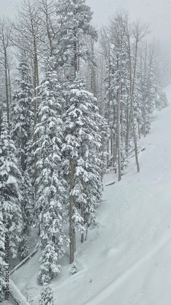 Naklejka premium trees and snow