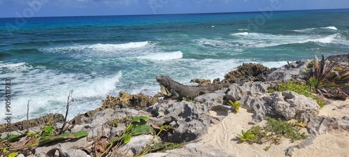 rocky coast of the sea with an iguana