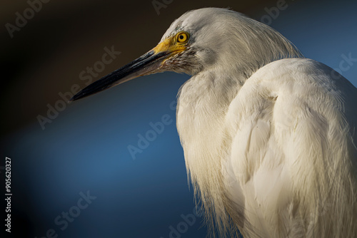 Snowy Egret scouring for food in early morning light, Melbourne, Florida. Summer. 