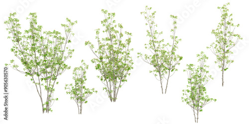 Longstalk holly Trees isolated on white background, tropical trees isolated used for architecture
