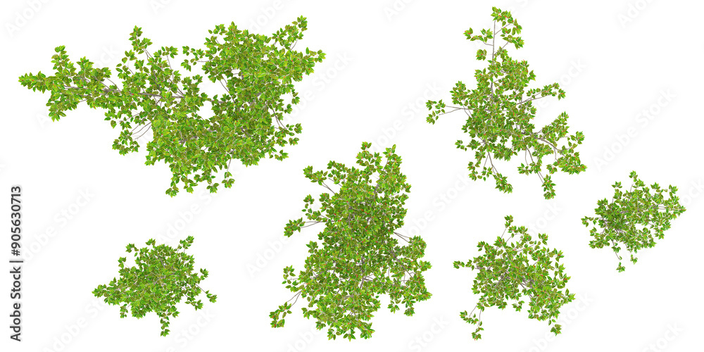 Longstalk holly Trees isolated on white background, tropical trees isolated used for architecture from the top view Longstalk holly Trees isolated on white background, tropical trees isolated used for architecture from the top view