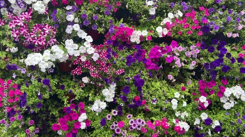 Flowers wall background with fresh colorful petunias: white, violet, pink