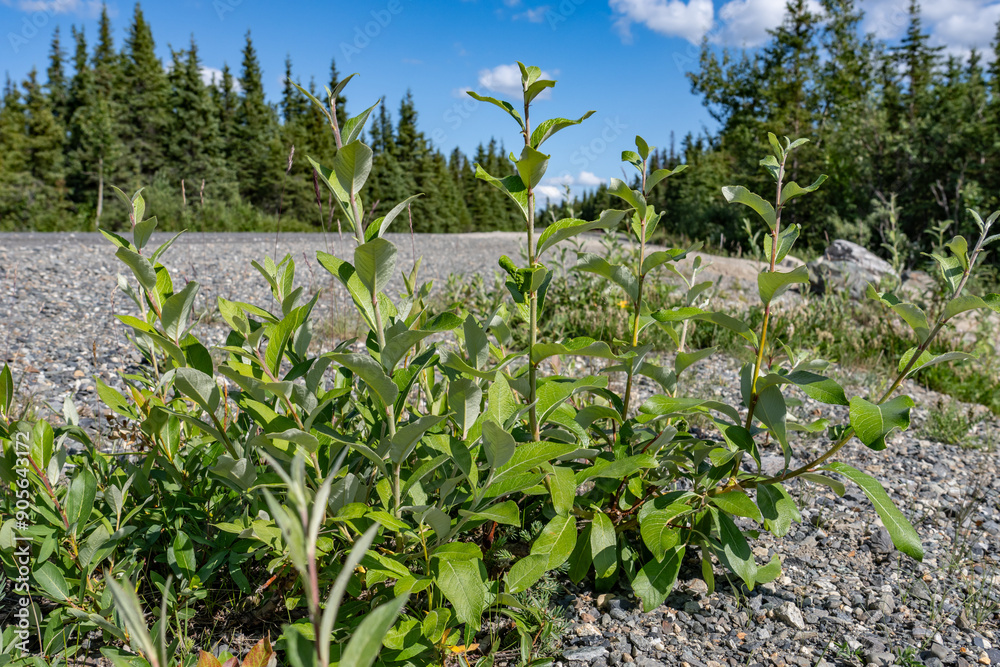 Salix alaxensis is a species of flowering plant in the willow family, Denali National Park and Preserve, Alaska Salix alaxensis is a species of flowering plant in the willow family, Denali National Park and Preserve, Alaska