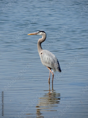 great blue heron in the water