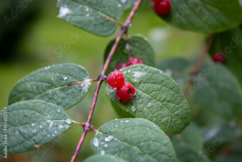 close up of a red currant