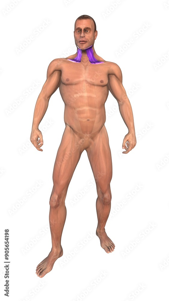 The human muscular system highlight Trapezius muscles The human muscular system highlight Trapezius muscles