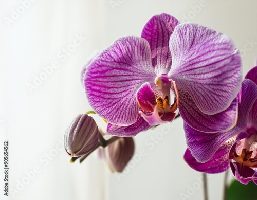 Purple orchid flower phalaenopsis, phalaenopsis or falah on a white background. Purple phalaenopsis flowers on the right. known as butterfly orchids. Selective focus. There is a place for your text. photo