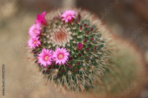 Kaktus blühend, mammillaria zeilmanniana photo