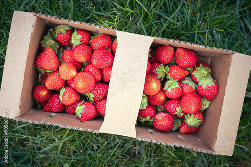 Summer in the garden: red strawberry fruits in a punnet on the grass