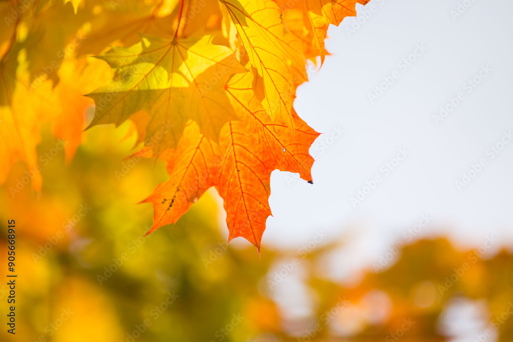 Obraz premium Multi-colored, bright maple leaves on a sunny autumn day