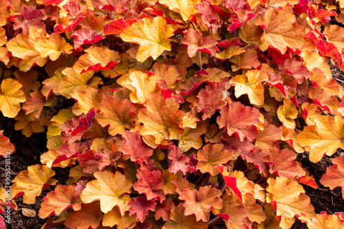 Colorful Beautiful Fall Leaves